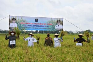 Panen Raya Poktan Tejo Makmur I