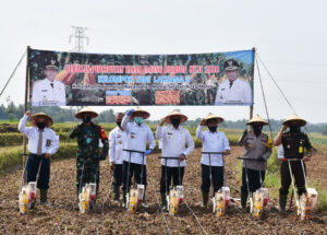 Masa Tanam Jagung Perdana di Kota Metro