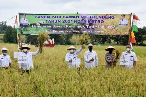 Panen Padi Perdana di Tahun 2021, di Purwoasri Metro Utara