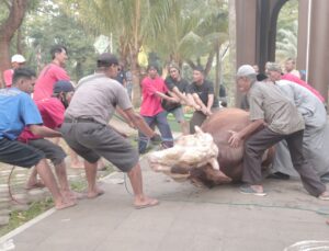 Walikota Wahdi Sembelih Sapi Kurban di Halaman Masjid Taqwa Metro