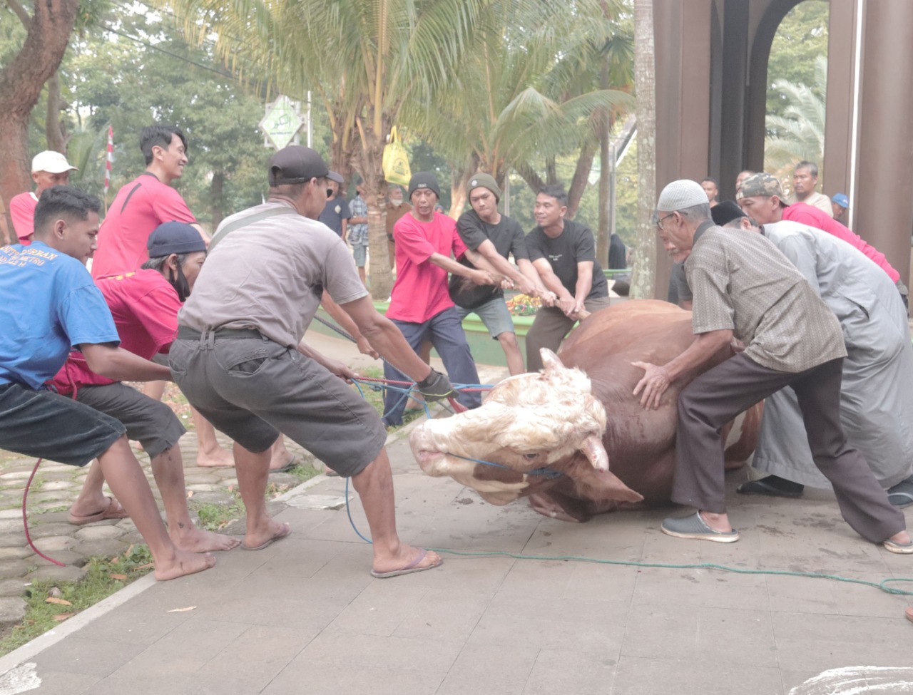 Walikota Wahdi Sembelih Sapi Kurban di Halaman Masjid Taqwa Metro