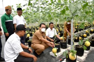 Wahdi Panen Perdana Melon Inthanon Asal Belanda