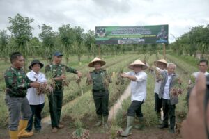 <strong>Walikota Metro Apresiasi Petani Bawang Merah Binaan Kodim 0411/KM</strong>