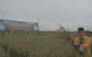 Ikut Panen Raya, Wahdi: Pertanian Ujung Tombak Pembangunan