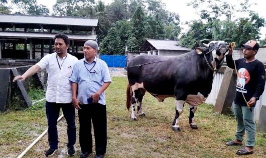 Jelang Idul Adha, Presiden RI Membeli Sapi Kurban dari Peternak Kota Metro