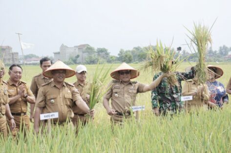 Luar Biasa ! Gapoktan Mulyosari Kota Metro Mampu Hasilkan 9 Milyar Rupiah dalam Satu Kali Panen