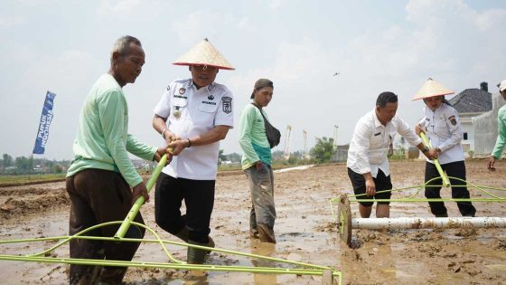 Target 10 Ton/Hektar, Walikota dan Wagub Lampung Tanam Padi Modern di Yosomulyo