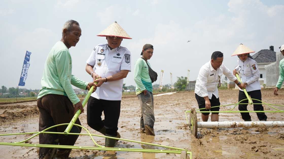 Target 10 Ton/Hektar, Walikota dan Wagub Lampung Tanam Padi Modern di Yosomulyo